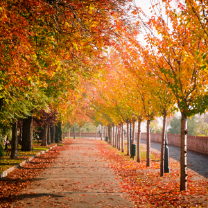 Prepping Commercial Real Estate Properties for Autumn